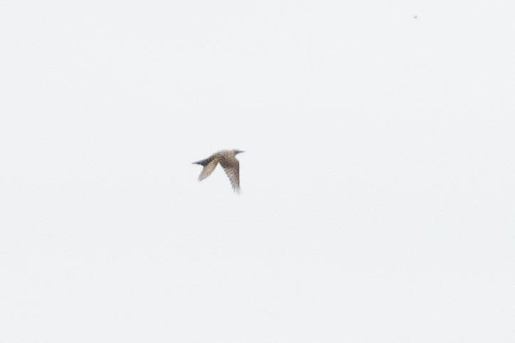 yellow-bellied kingbird sp. - ML642562703