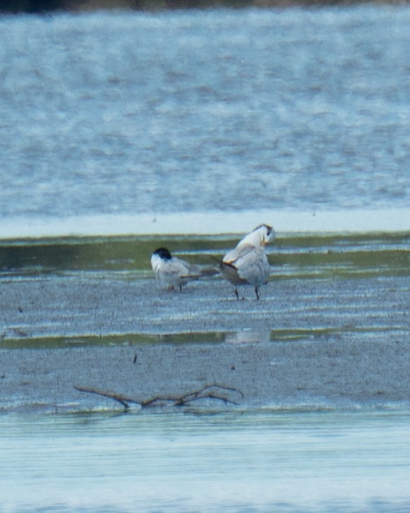 Yellow-billed Tern - ML642562709