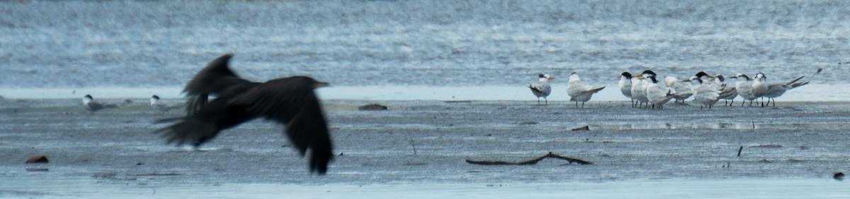Yellow-billed Tern - ML642562710