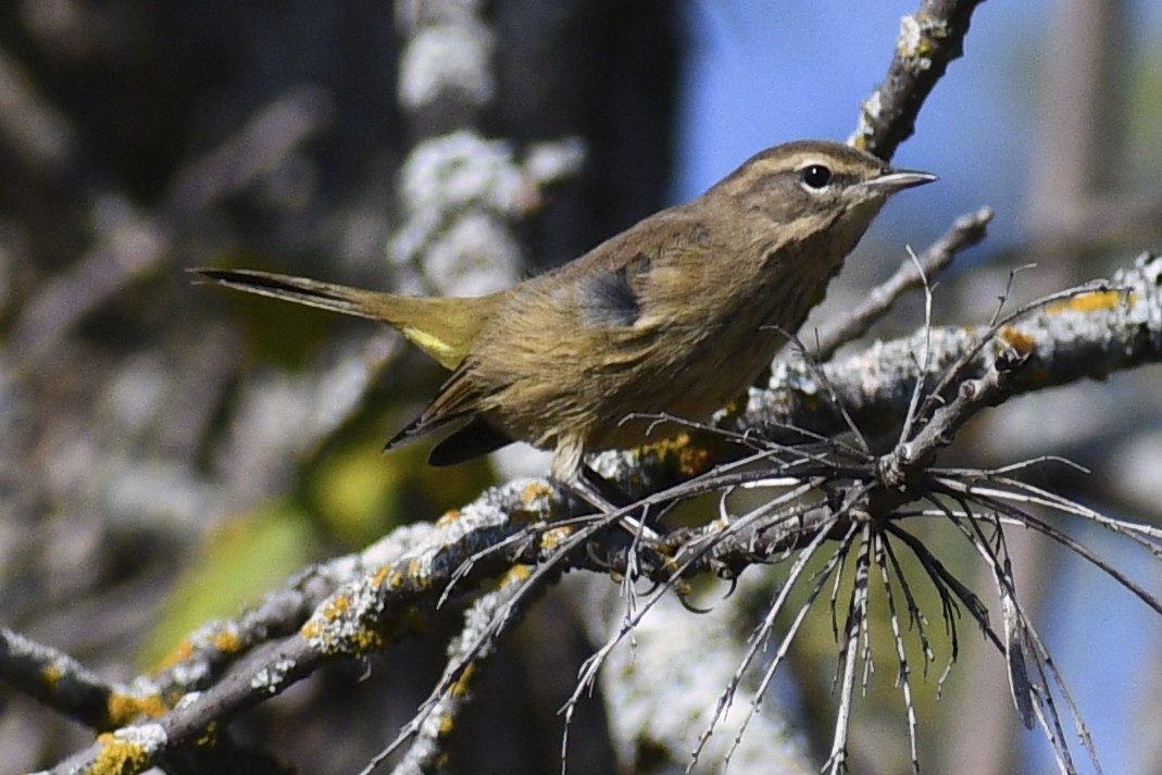 Palm Warbler - ML642562730