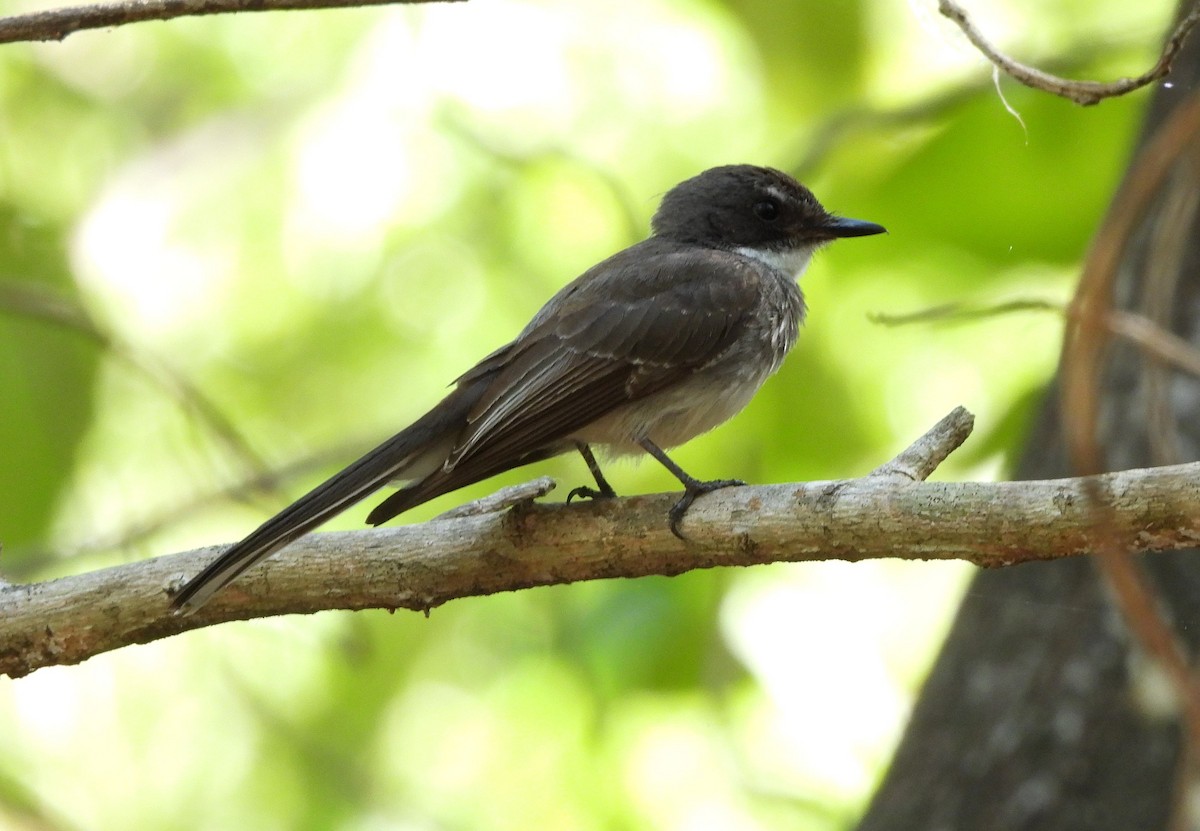 Northern Fantail - ML642562755