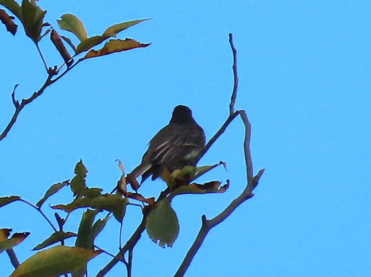 Eastern Phoebe - ML642562758