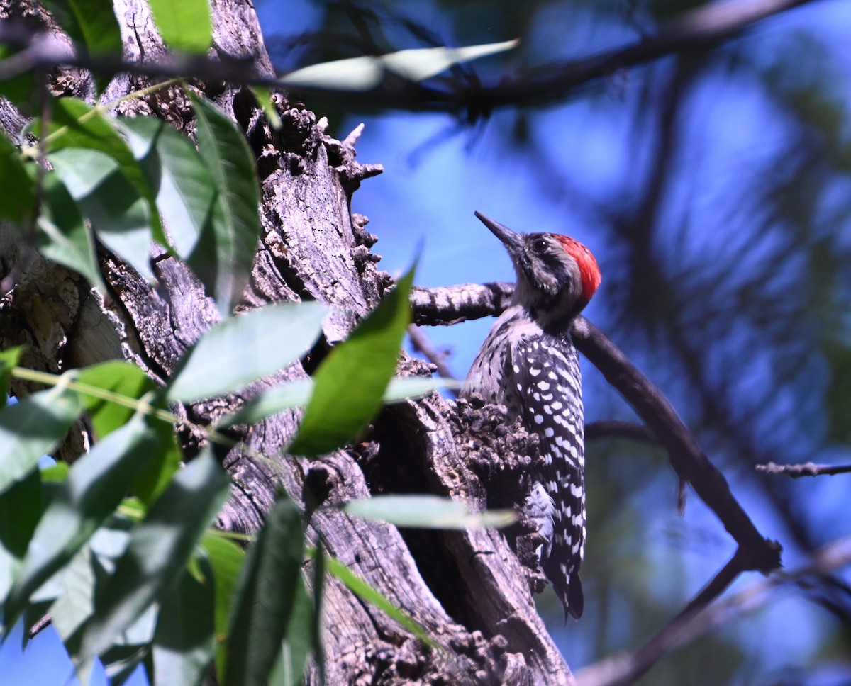 Ladder-backed Woodpecker - ML642562777