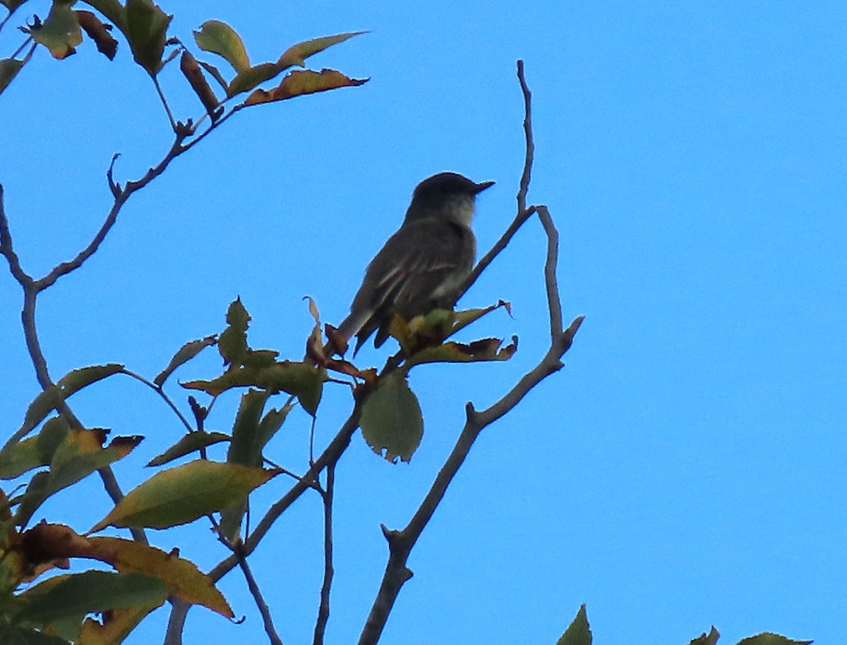 Eastern Phoebe - ML642562789
