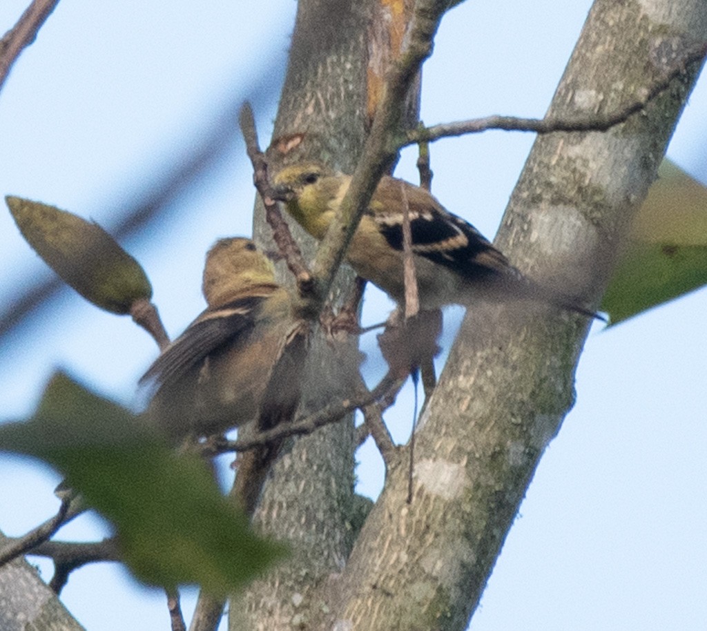 American Goldfinch - ML642562791