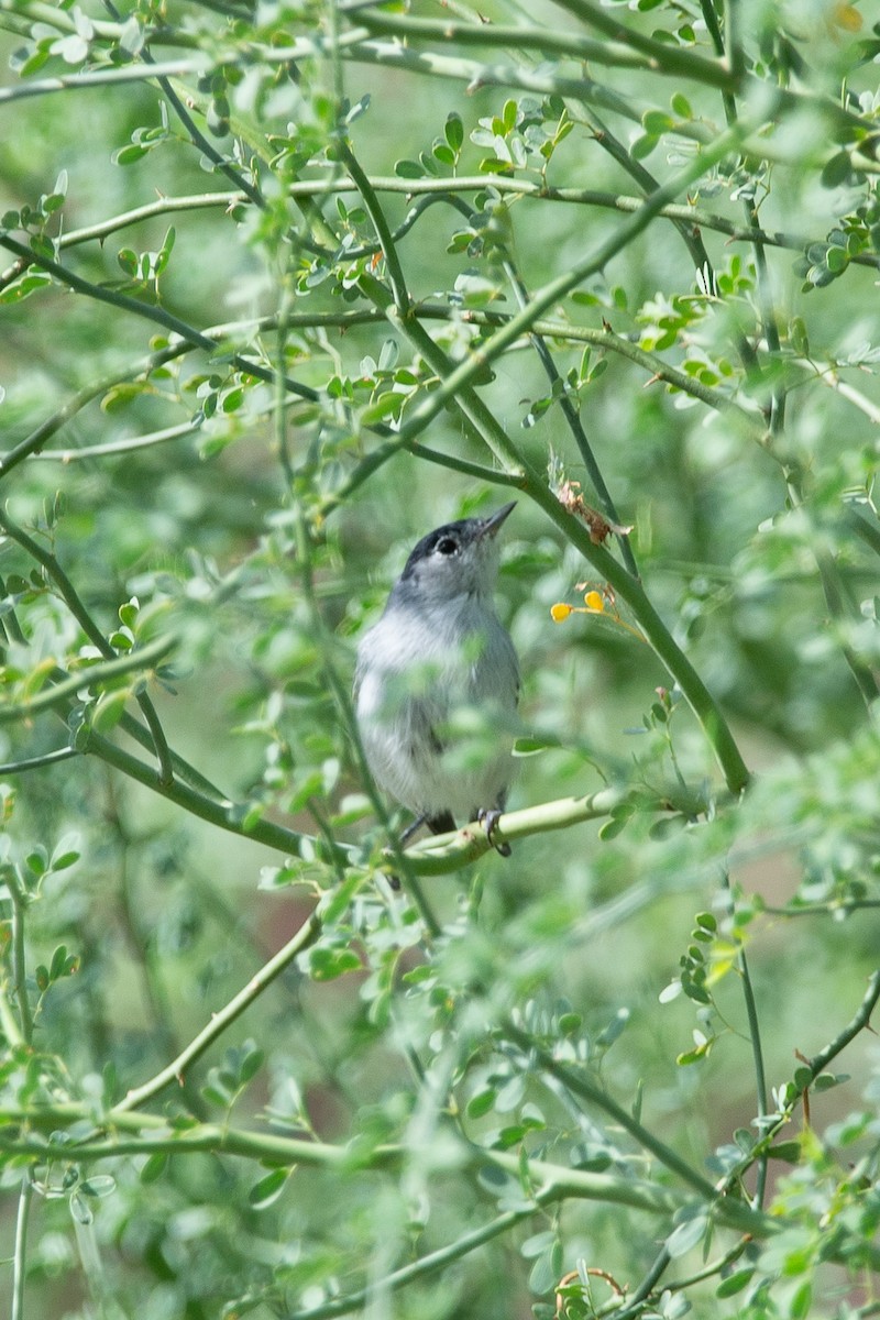 Black-tailed Gnatcatcher - ML642562808