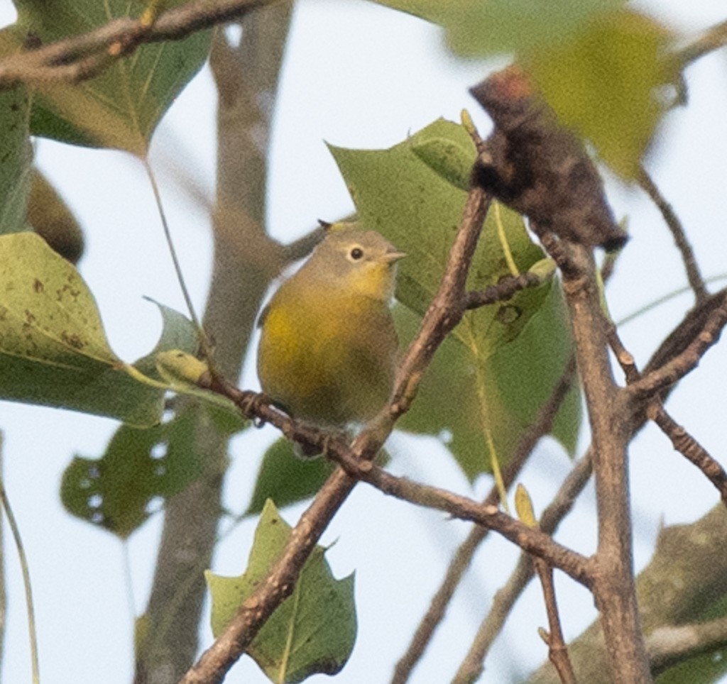 Nashville Warbler - ML642562811