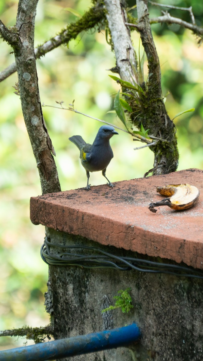 Golden-chevroned Tanager - ML642562843