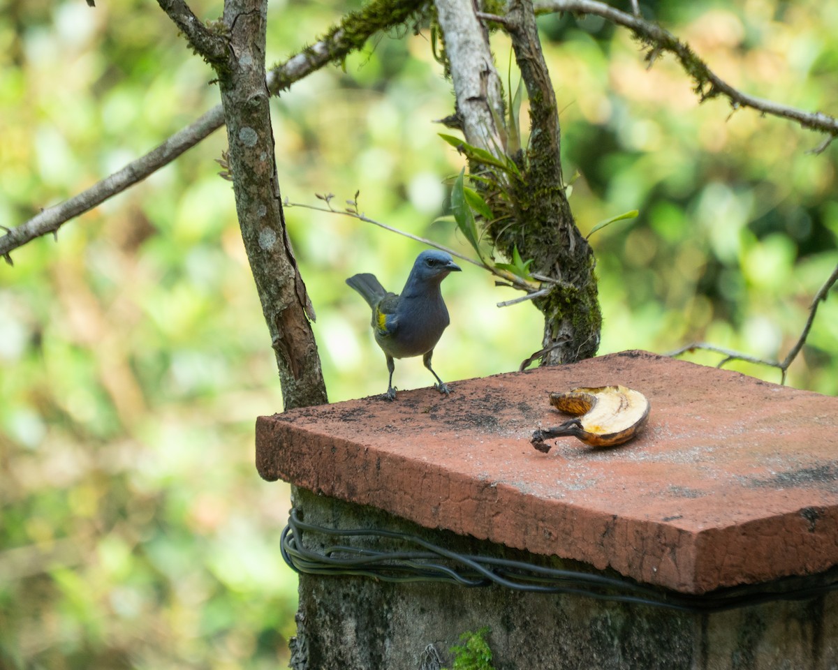 Golden-chevroned Tanager - ML642562844