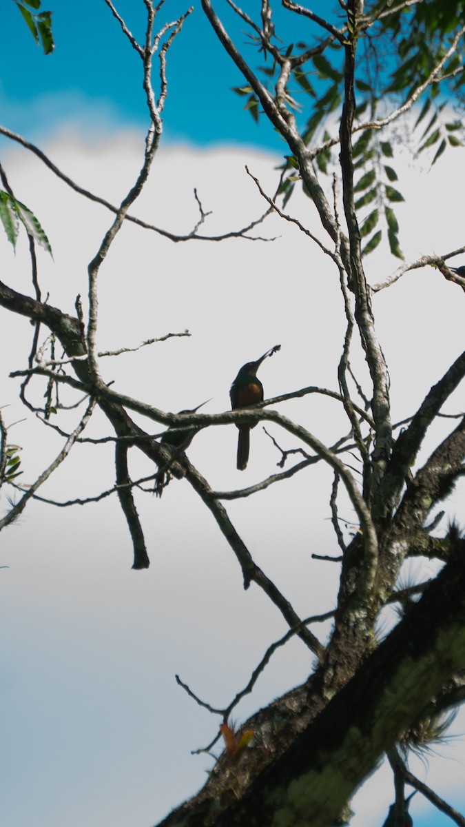 Rufous-tailed Jacamar - ML642562855