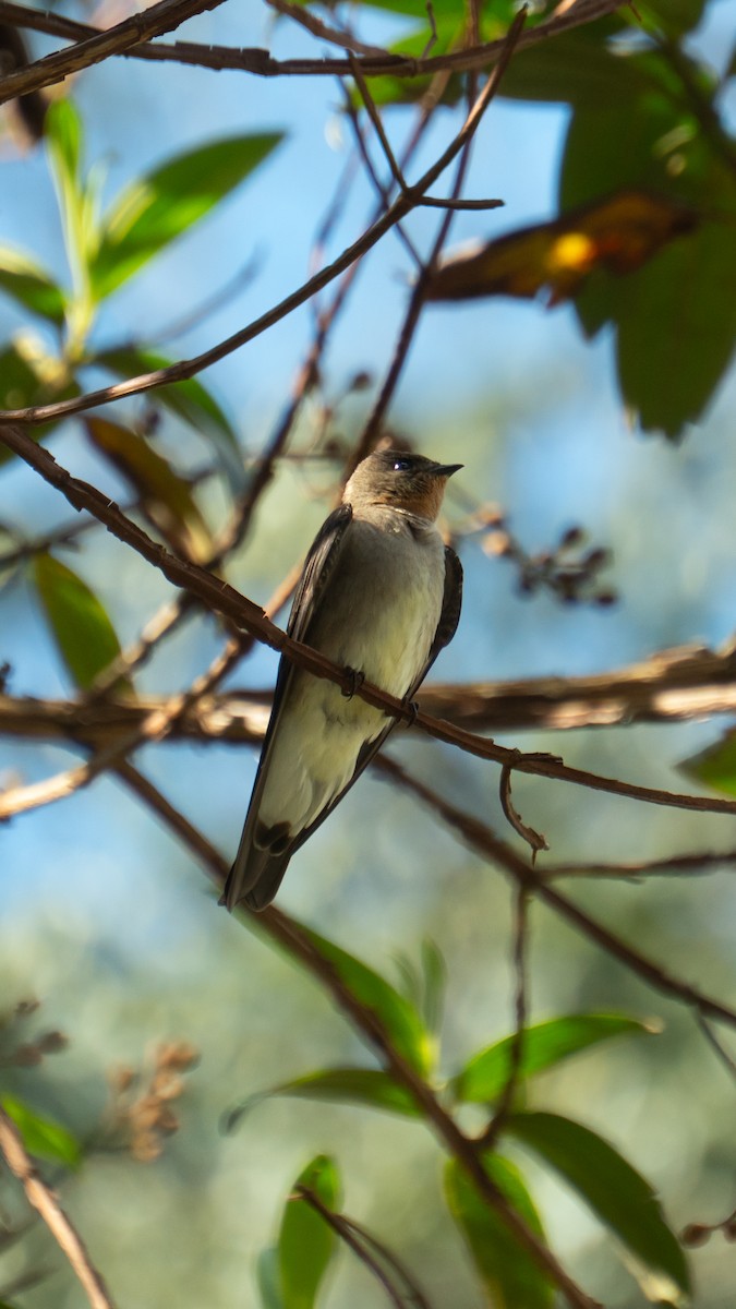 Southern Rough-winged Swallow - ML642562861