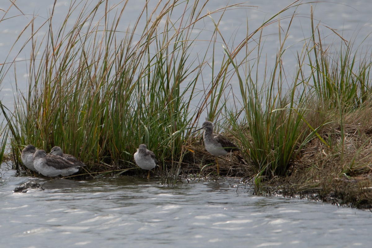 Greater Yellowlegs - ML642562869