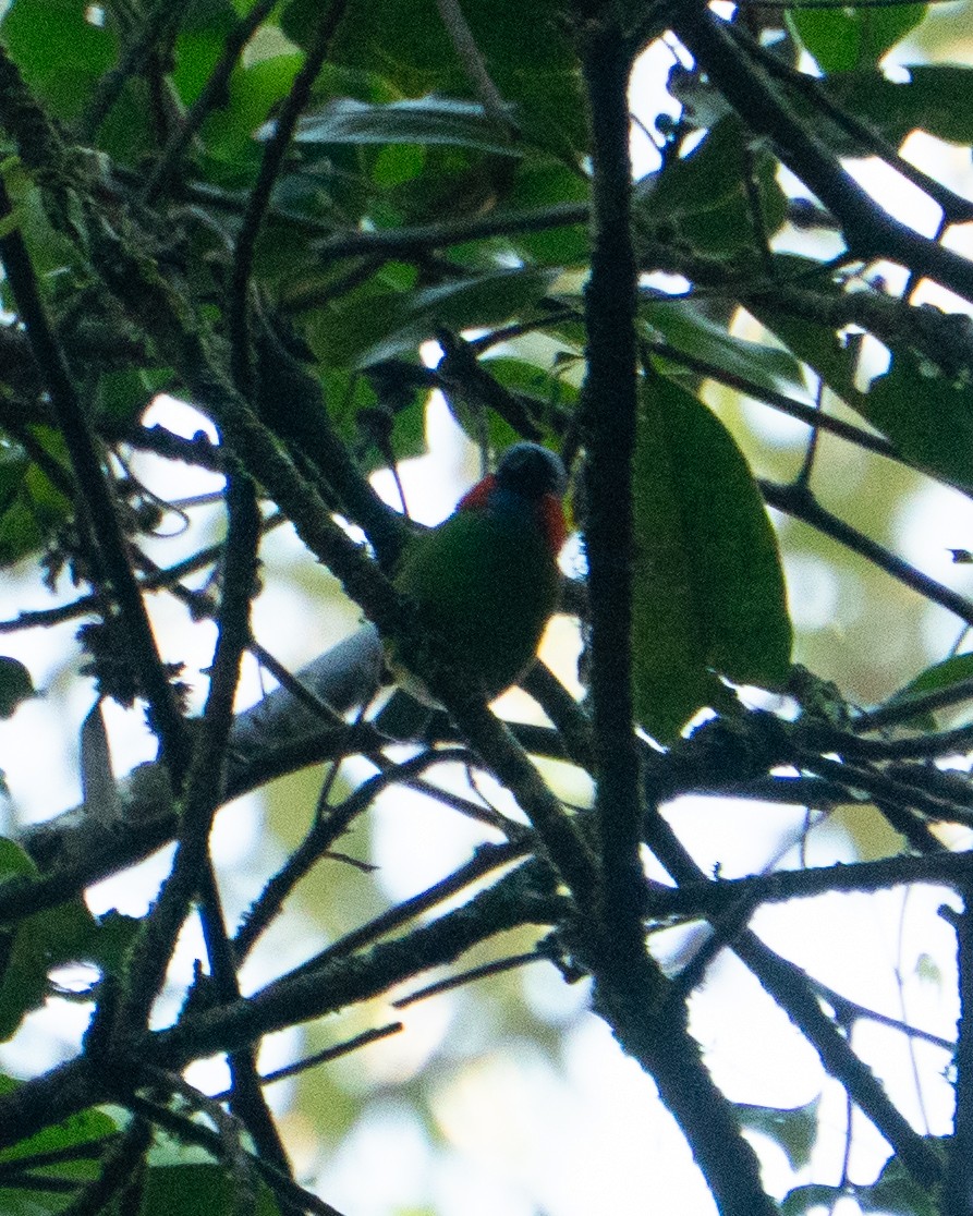 Red-necked Tanager - ML642562894