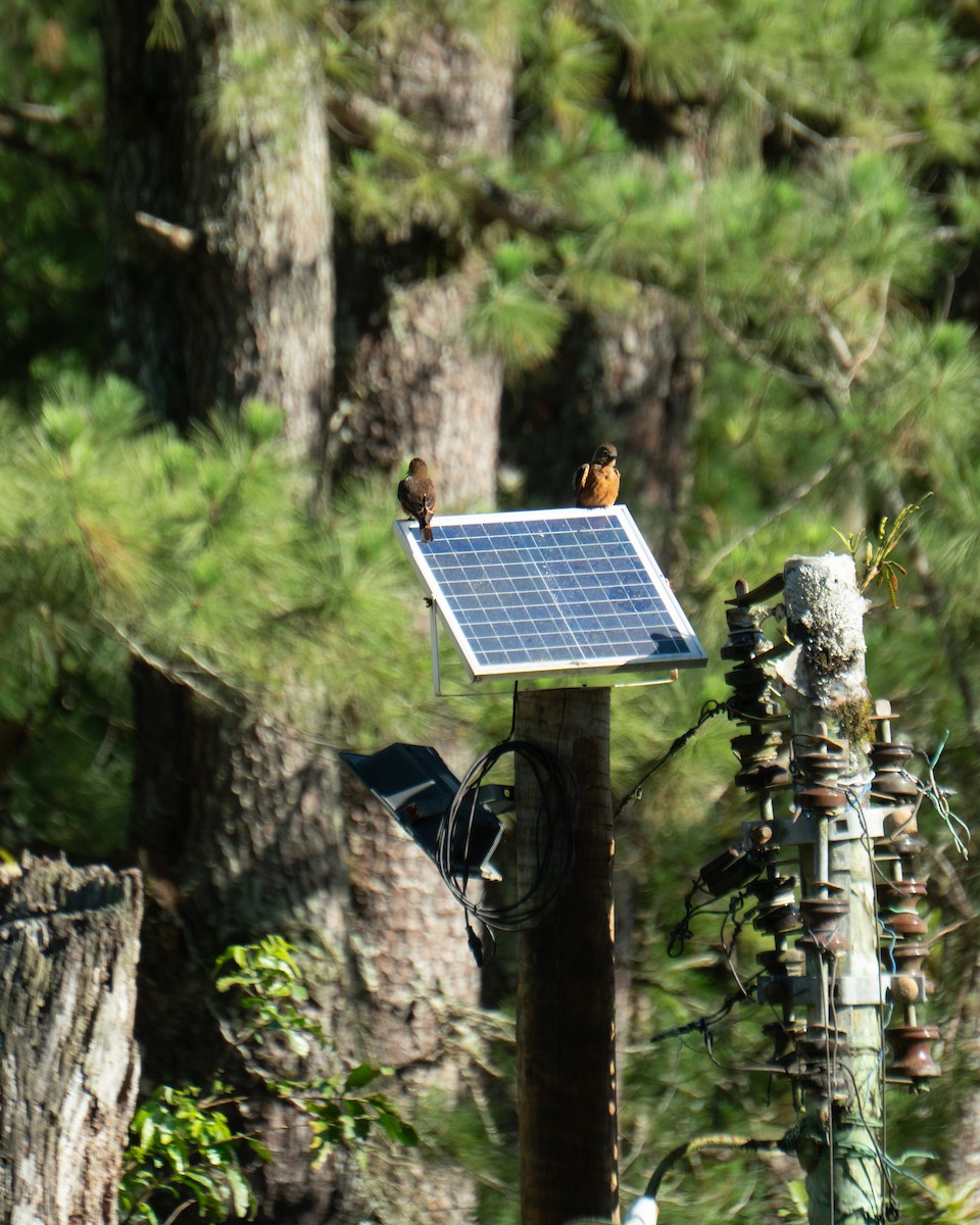 Cliff Flycatcher - ML642562895