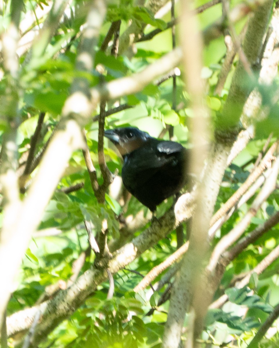 Ruby-crowned Tanager - ML642562897