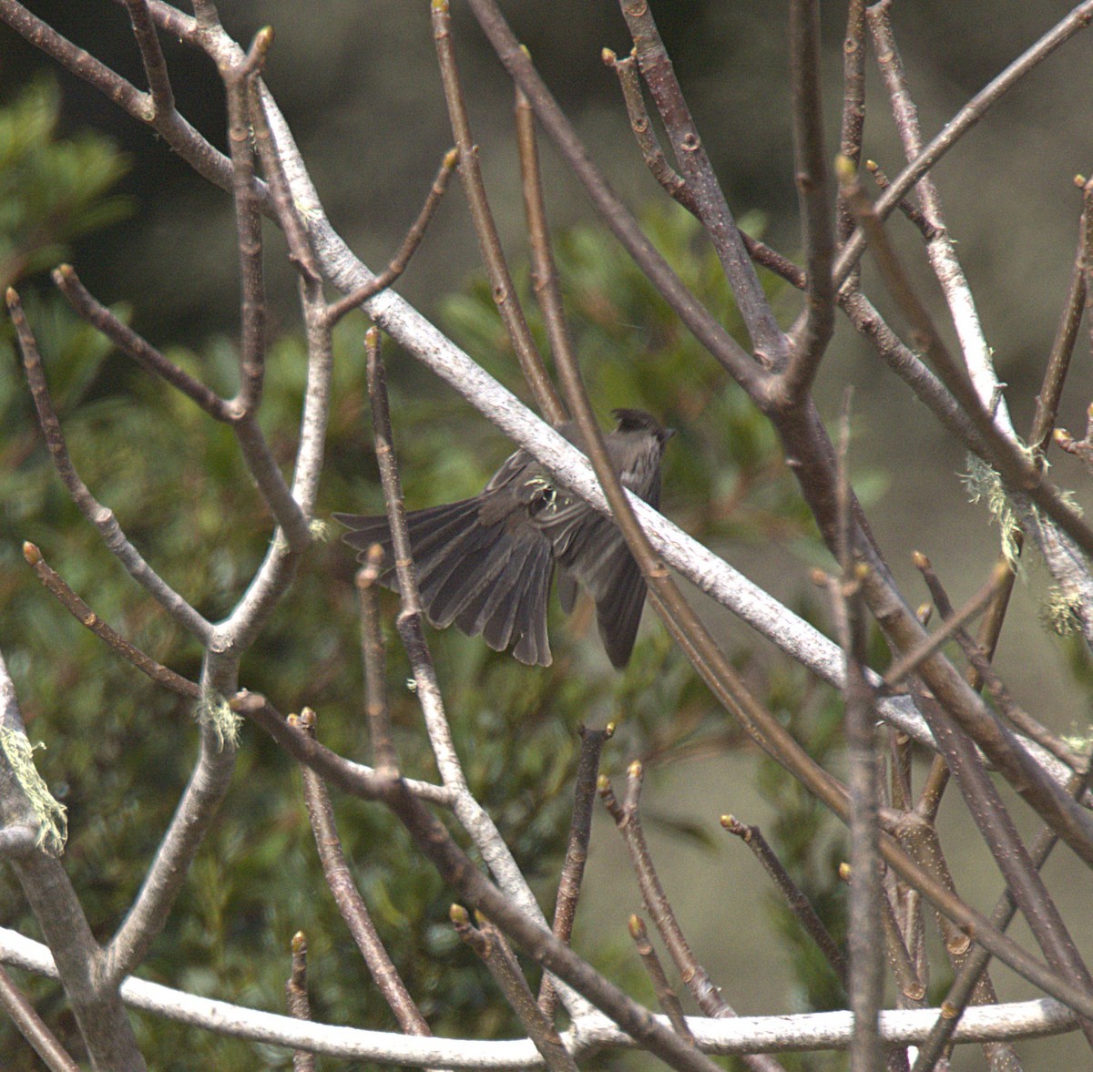 Phénopèple luisant - ML642562903