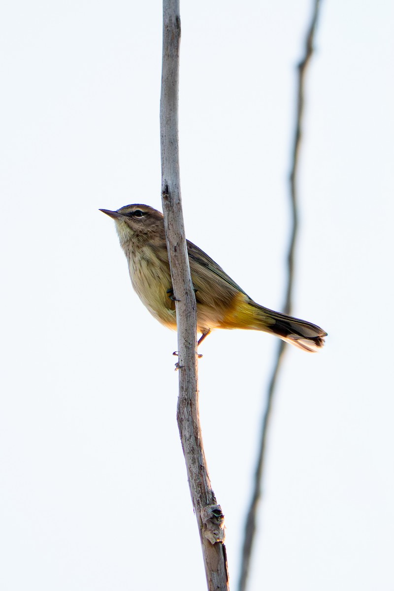 Palmiye Ötleğeni - ML642562904