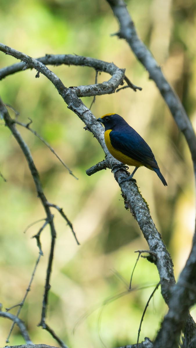 Orange-bellied Euphonia - ML642562909