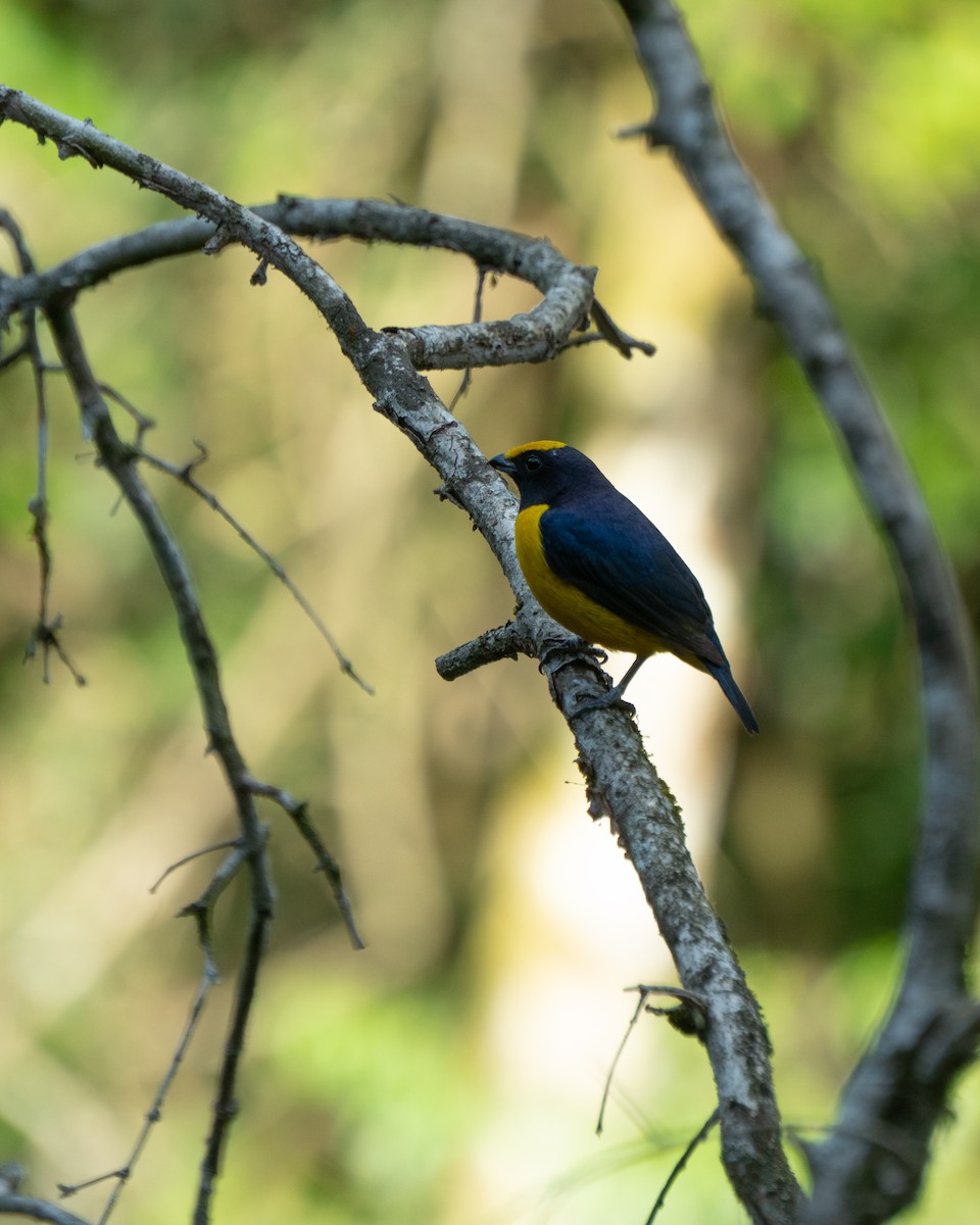Orange-bellied Euphonia - ML642562910