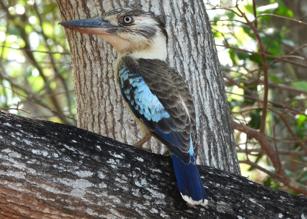 larmekokaburra - ML642562912