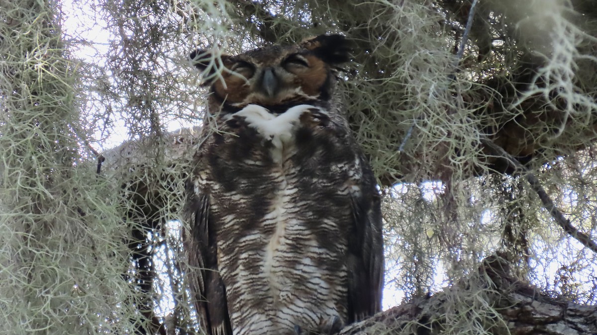 Great Horned Owl - ML642562922