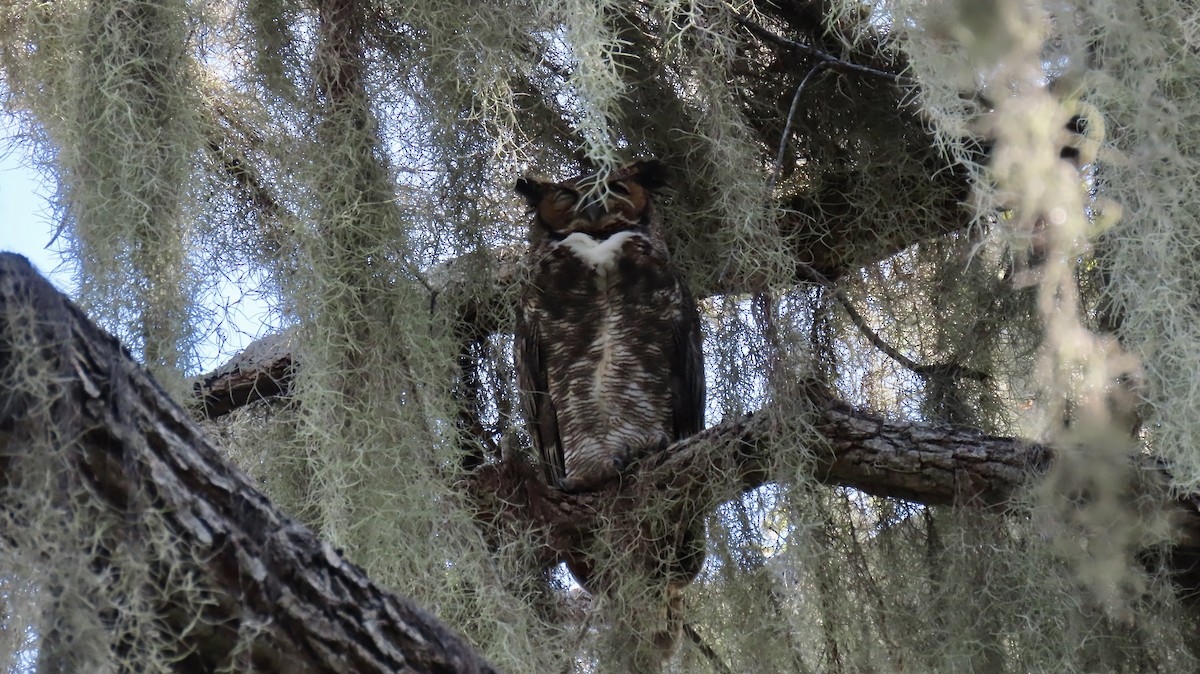 Great Horned Owl - ML642562924