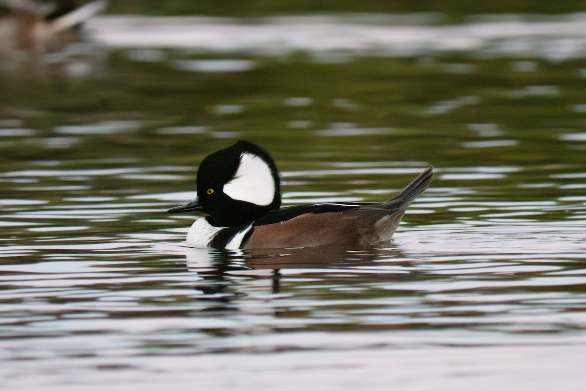 Başlıklı Tarakdiş - ML642562931