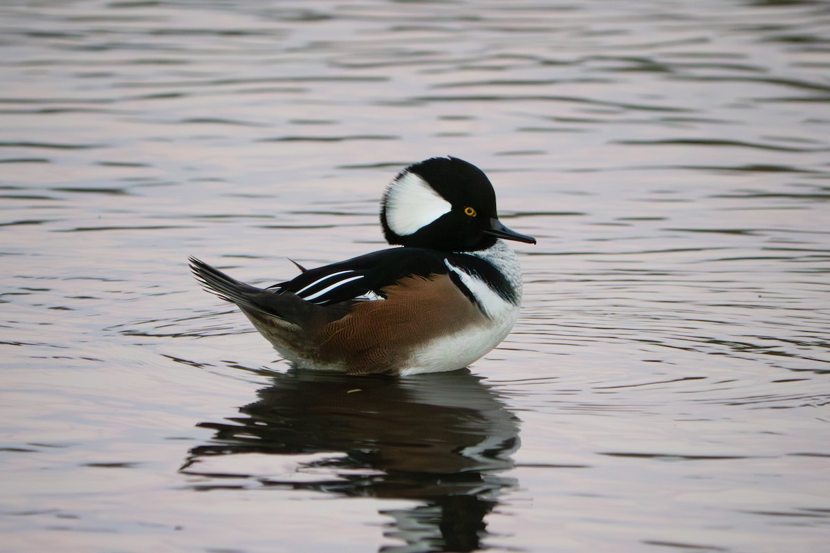 Başlıklı Tarakdiş - ML642562932