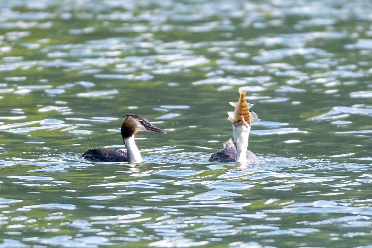 Great Crested Grebe - ML642562947