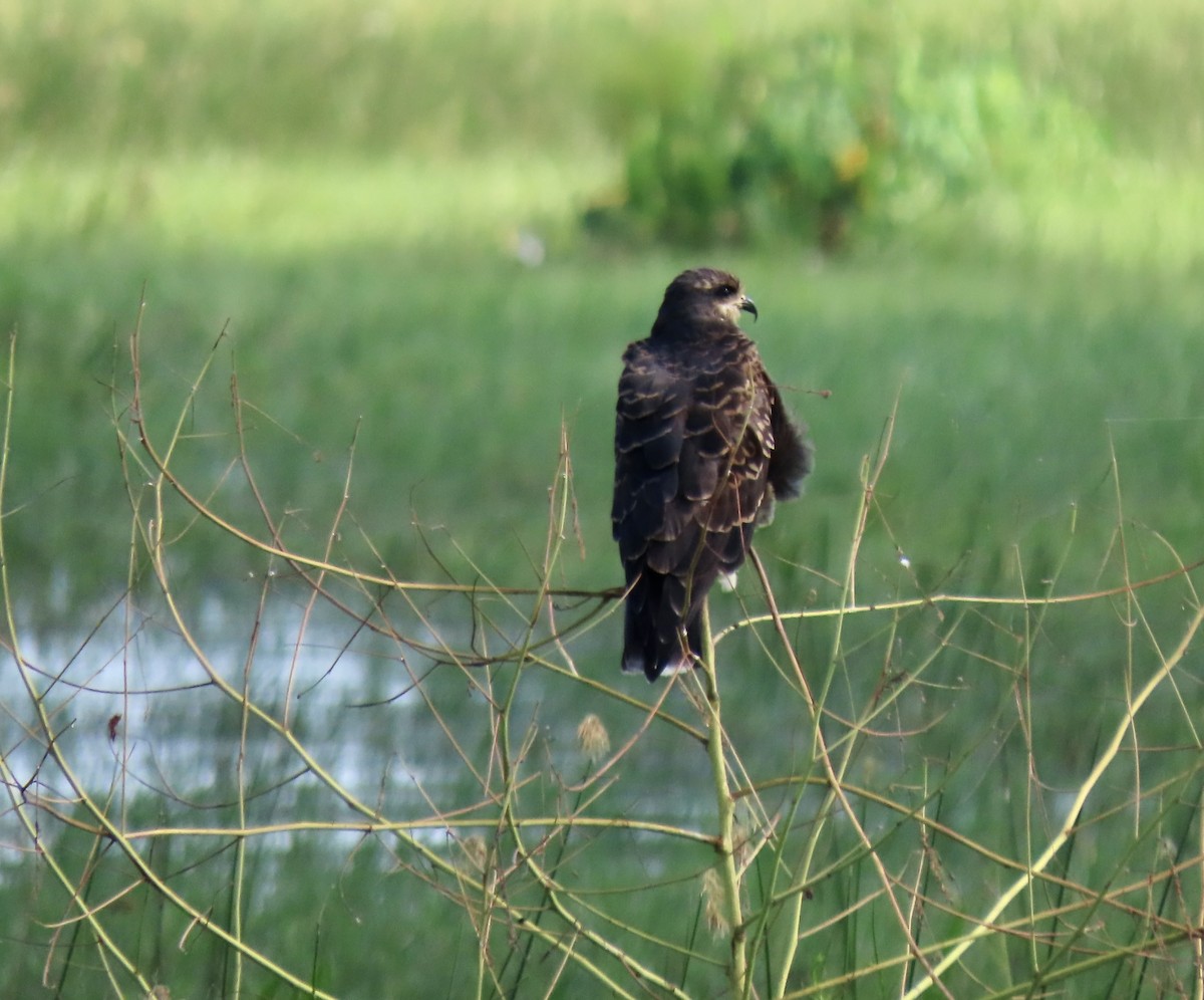 Snail Kite - ML642562961