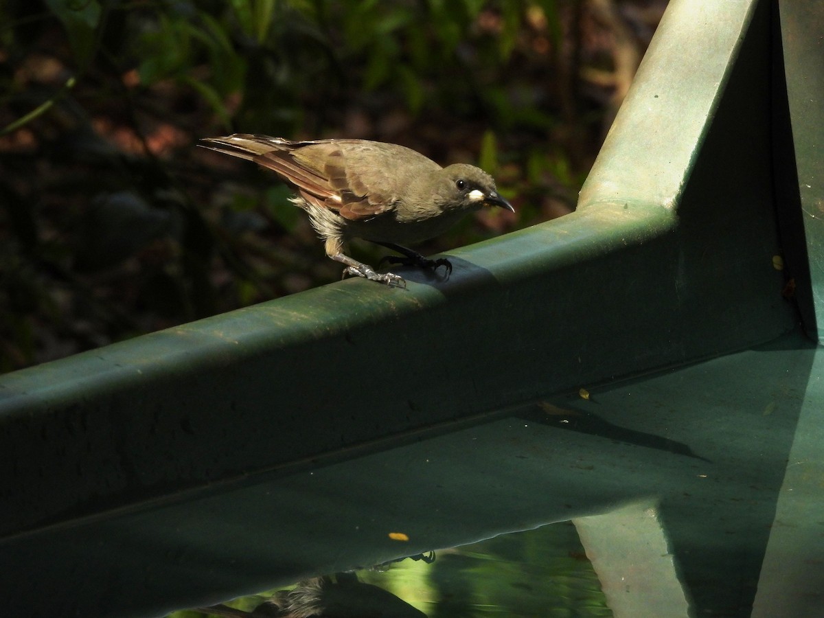 White-gaped Honeyeater - ML642562971