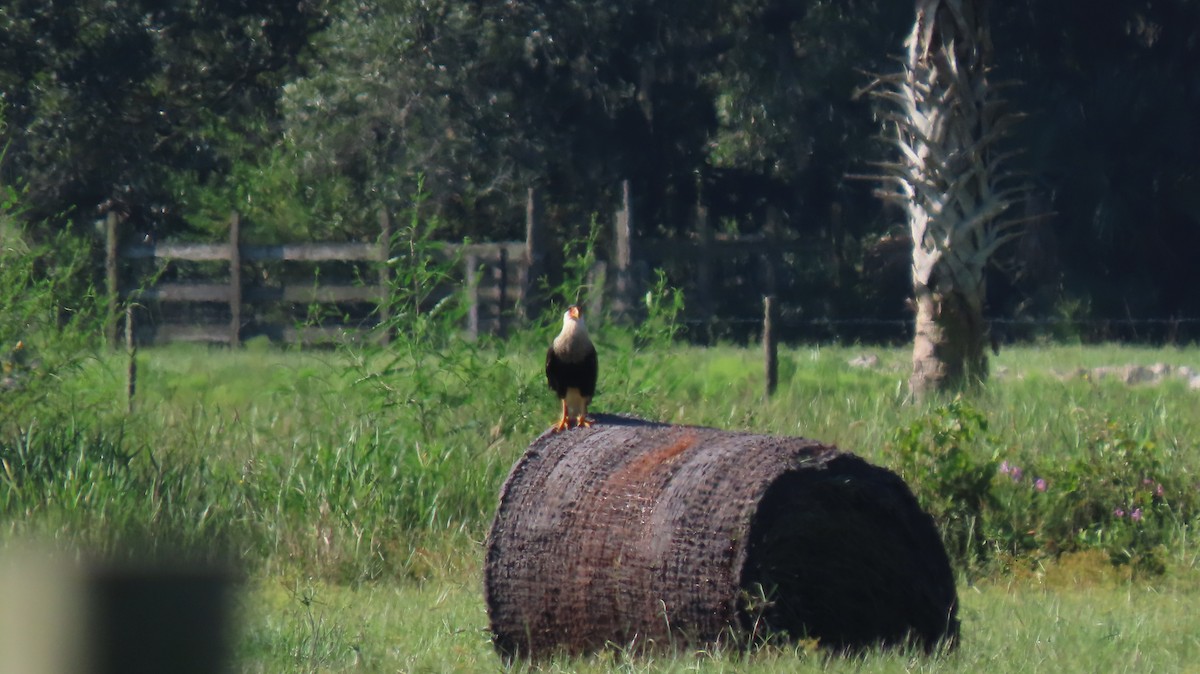 Crested Caracara - ML642562983