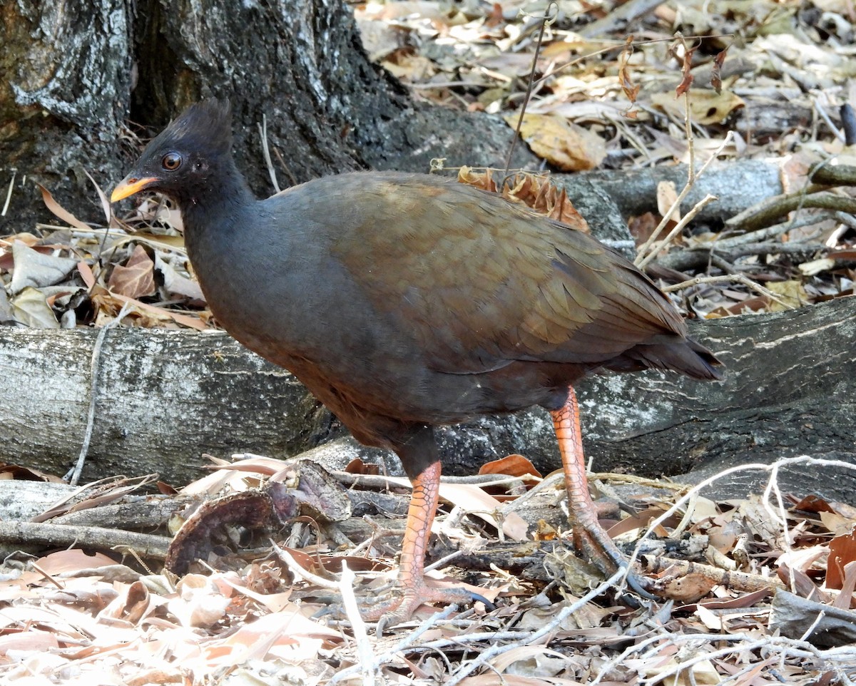 Orange-footed Megapode - ML642563025