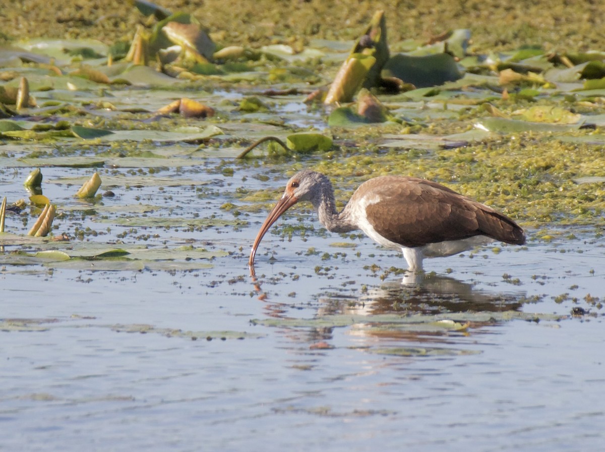 Ibis blanc - ML642563051