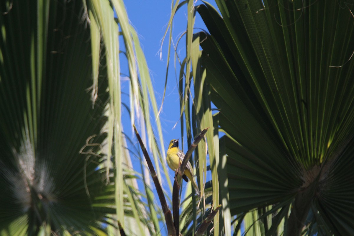 hagetrupial - ML642563058