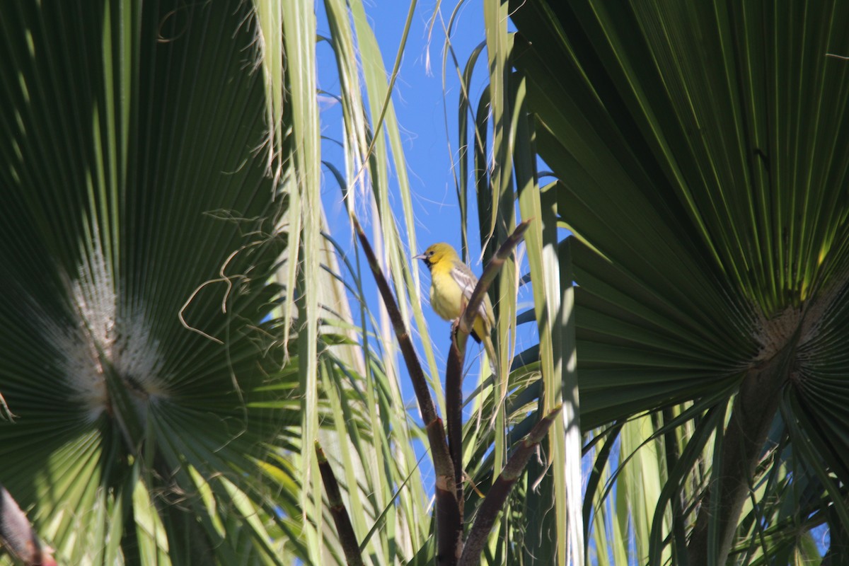 hagetrupial - ML642563059