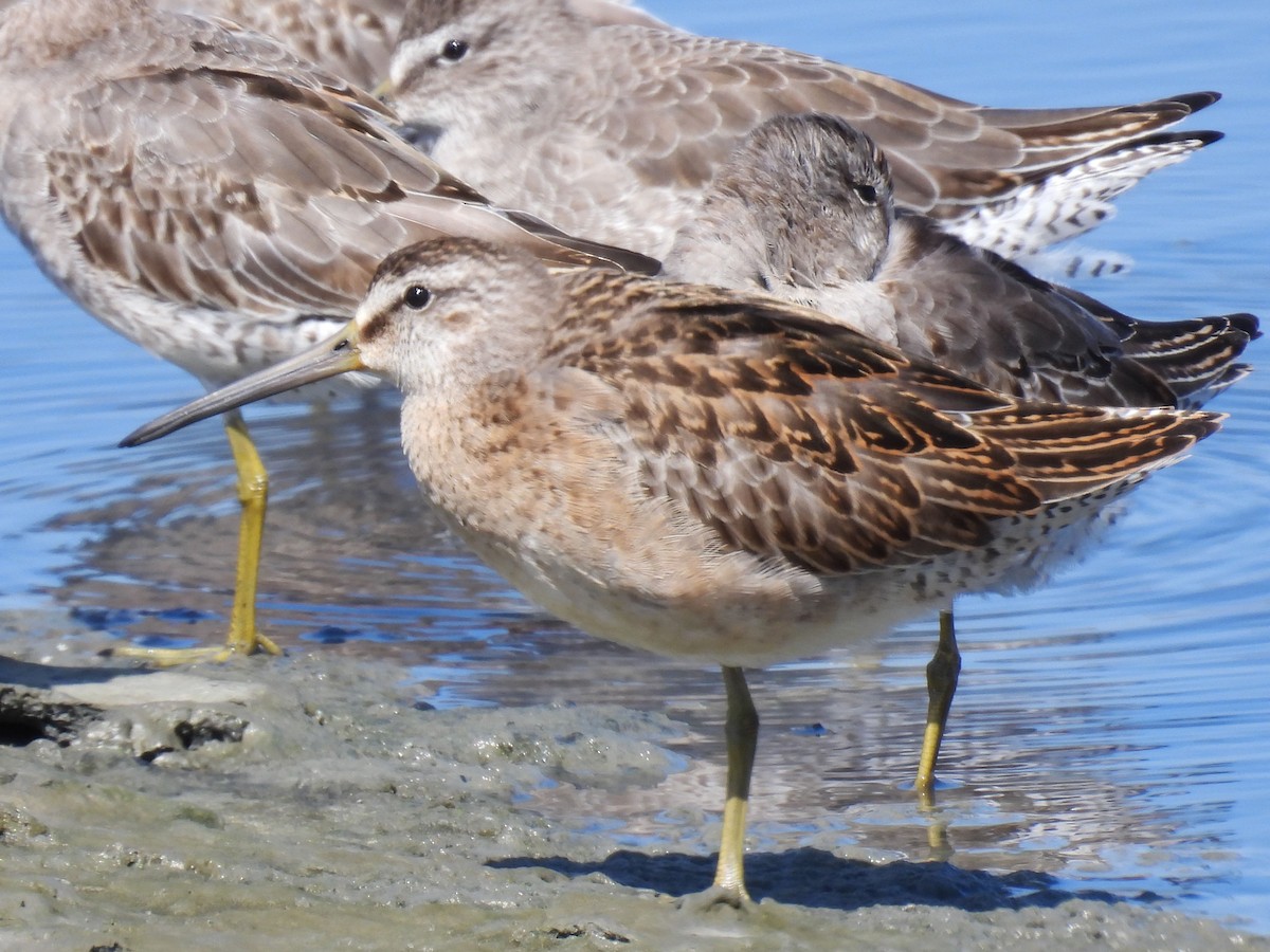 Short-billed Dowitcher - ML642563105