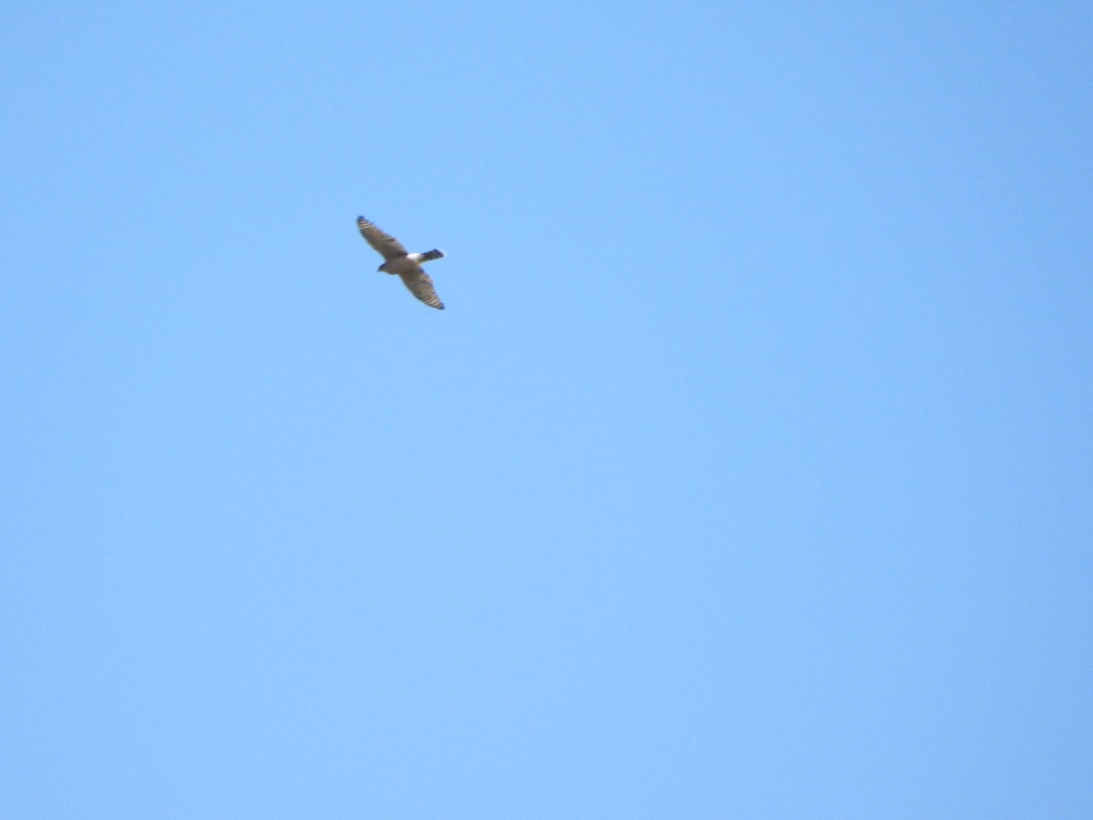 Cooper's Hawk - ML642563129