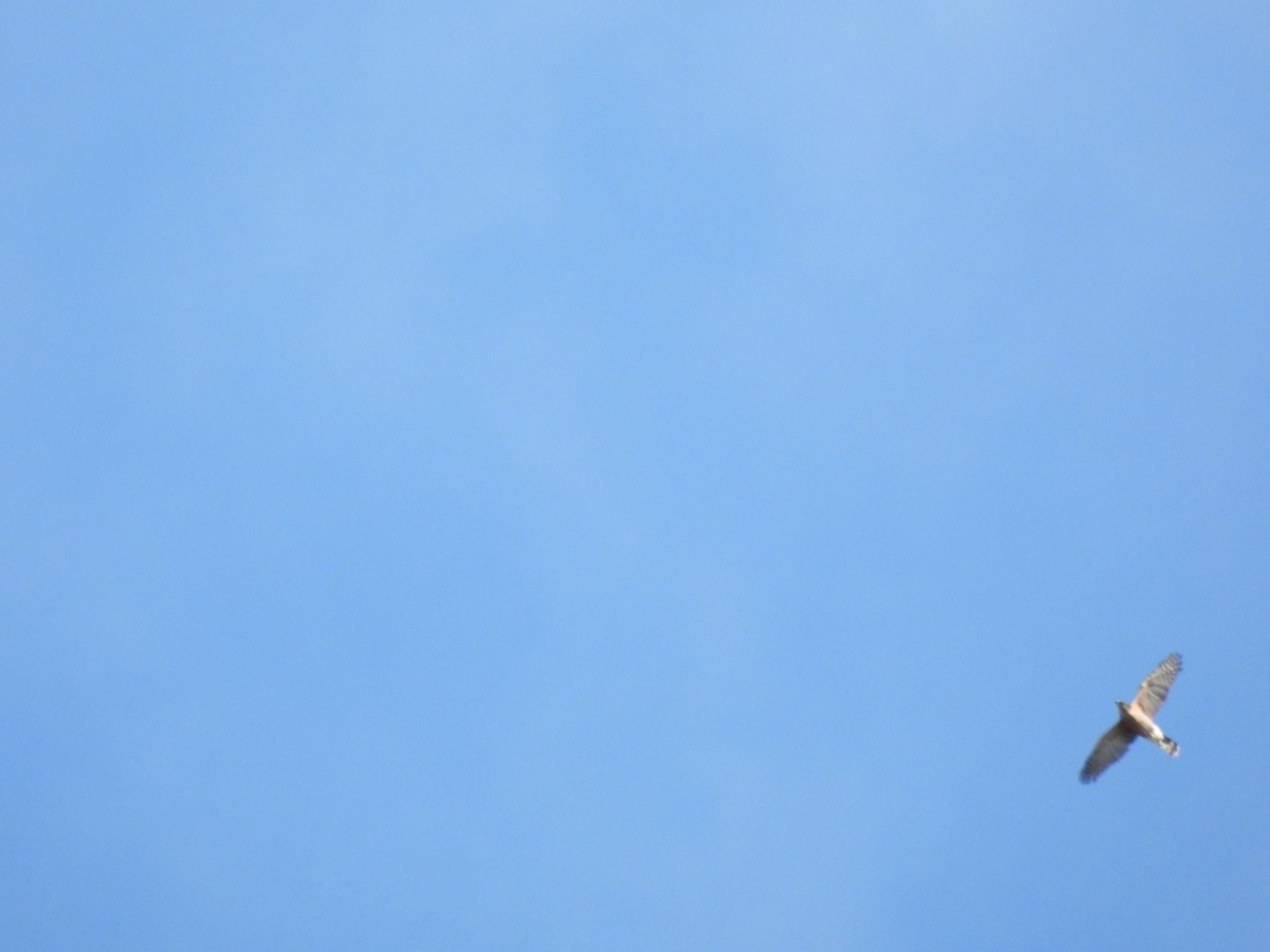 Cooper's Hawk - ML642563130