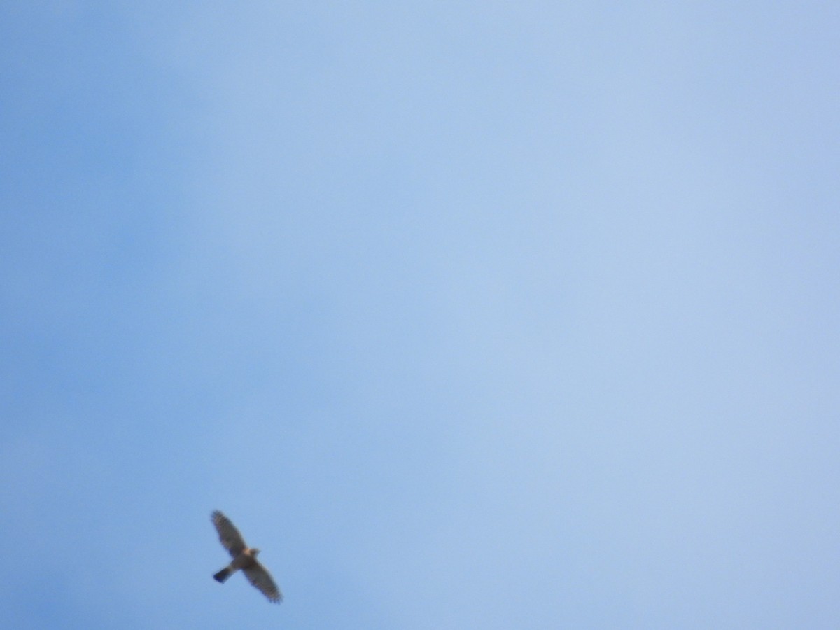Cooper's Hawk - ML642563131