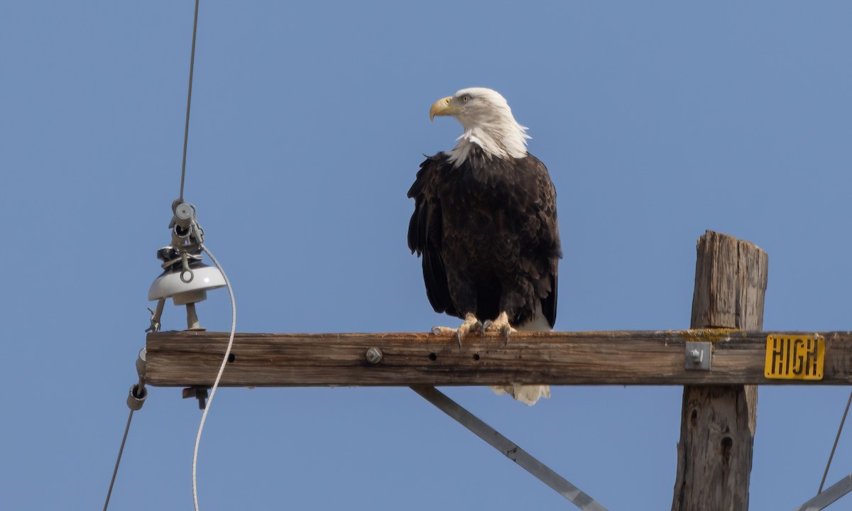Bald Eagle - ML642563132