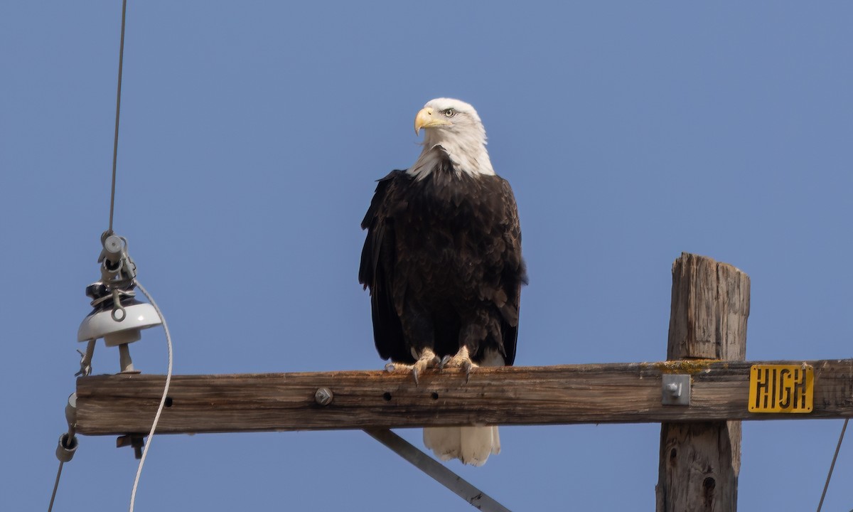 Bald Eagle - ML642563133