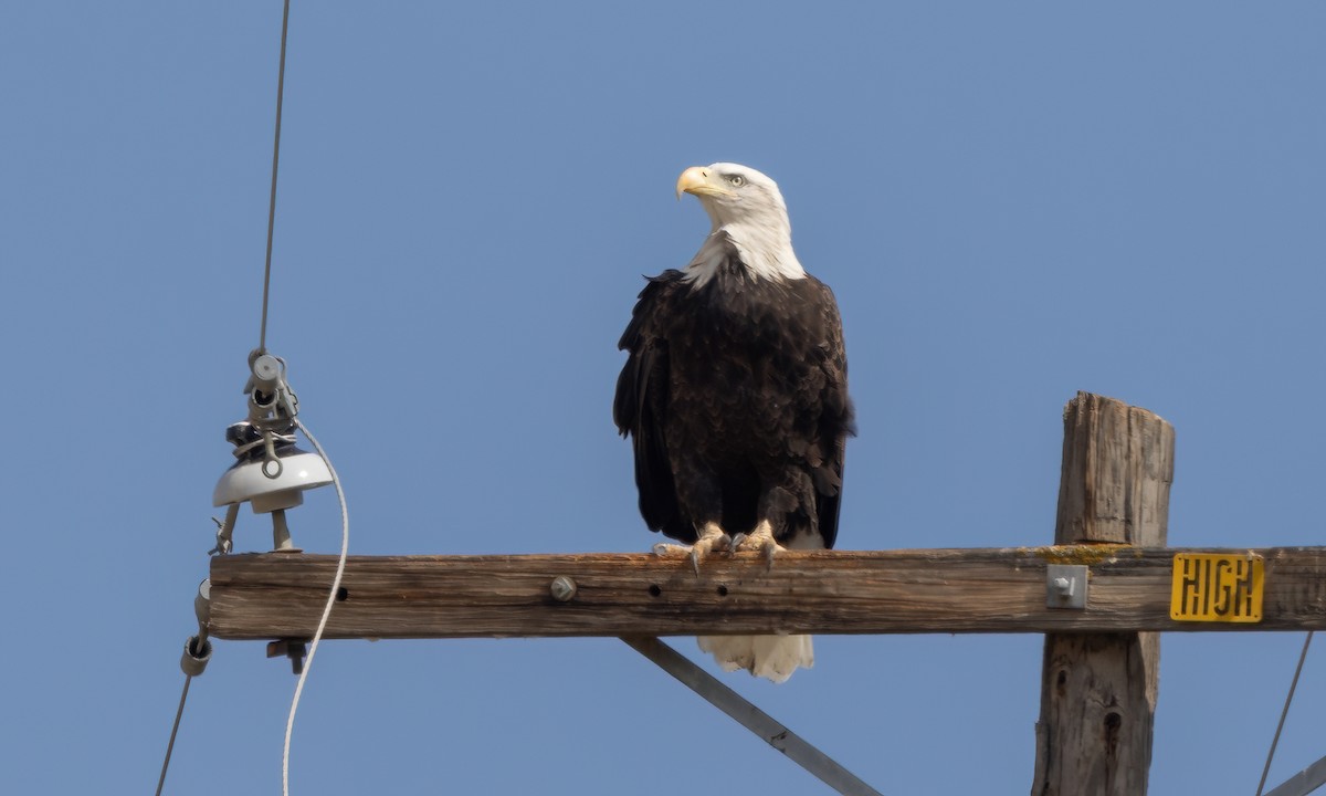 Bald Eagle - ML642563134