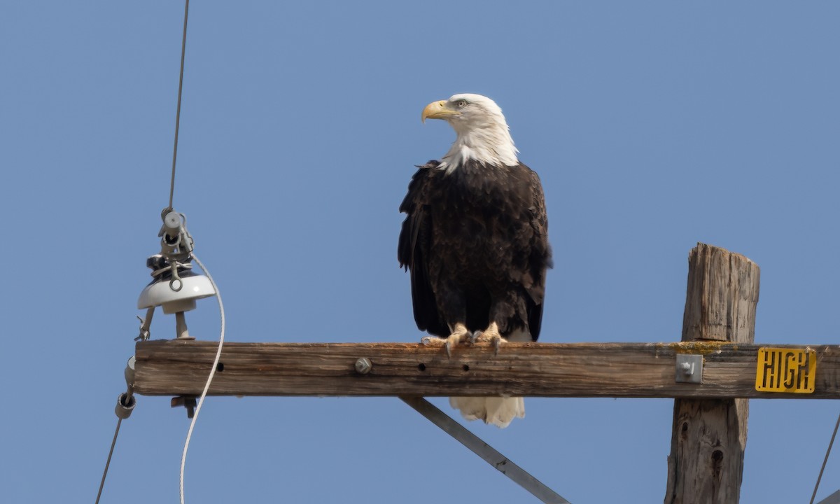 Bald Eagle - ML642563135