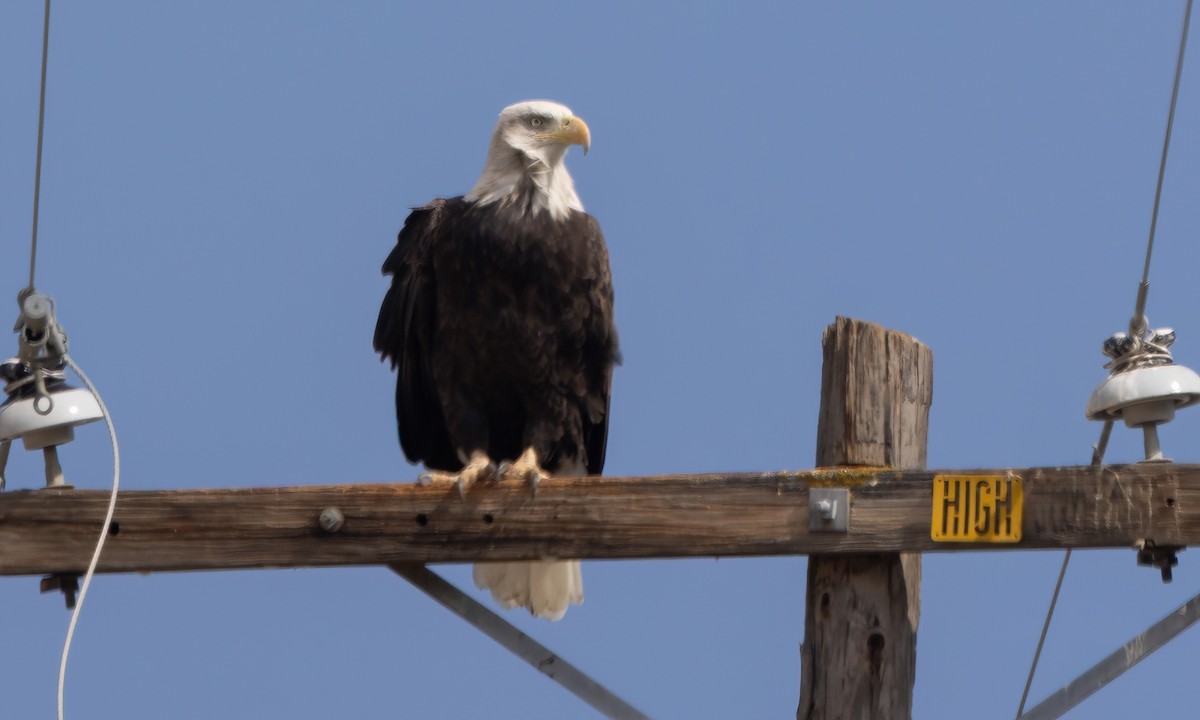 Bald Eagle - ML642563136