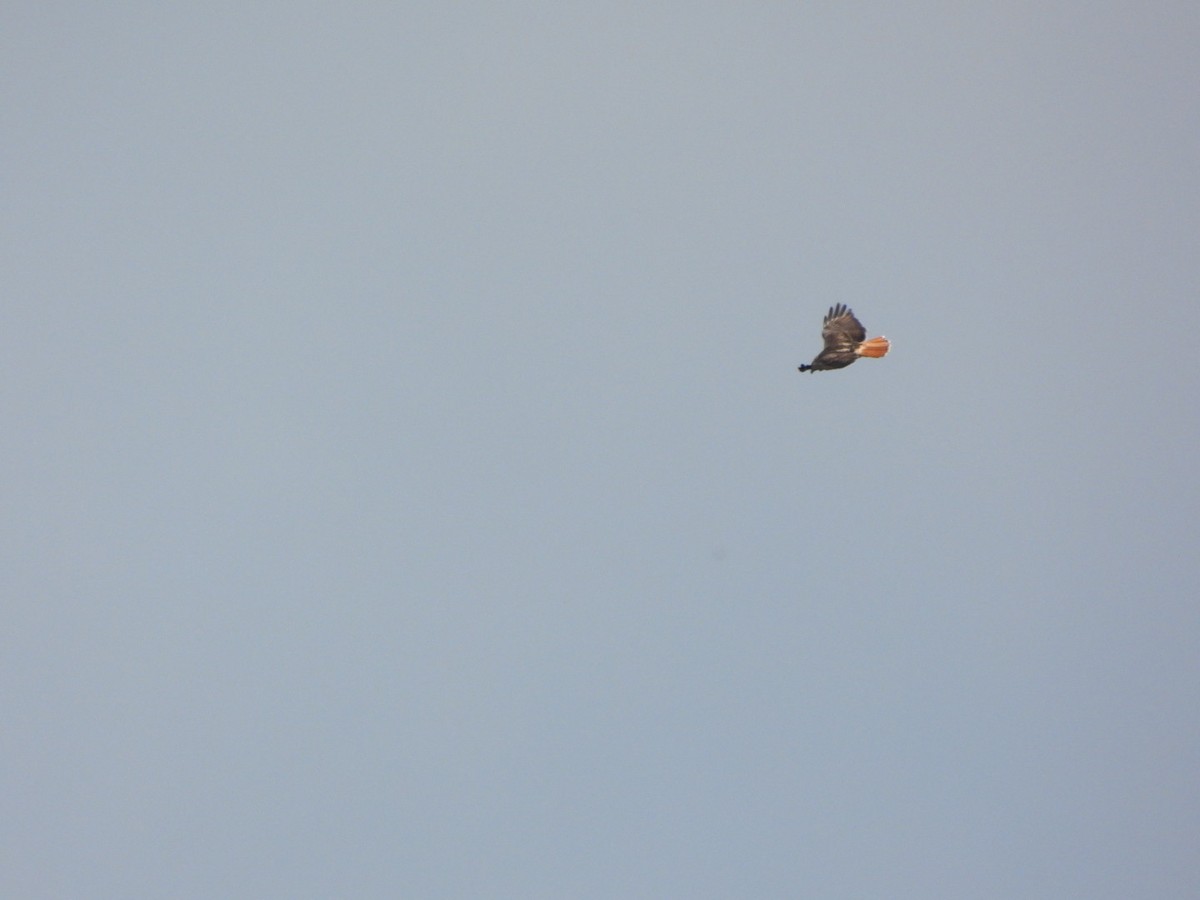 Red-tailed Hawk - ML642563154