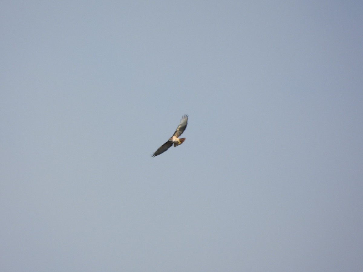 Red-tailed Hawk - ML642563156