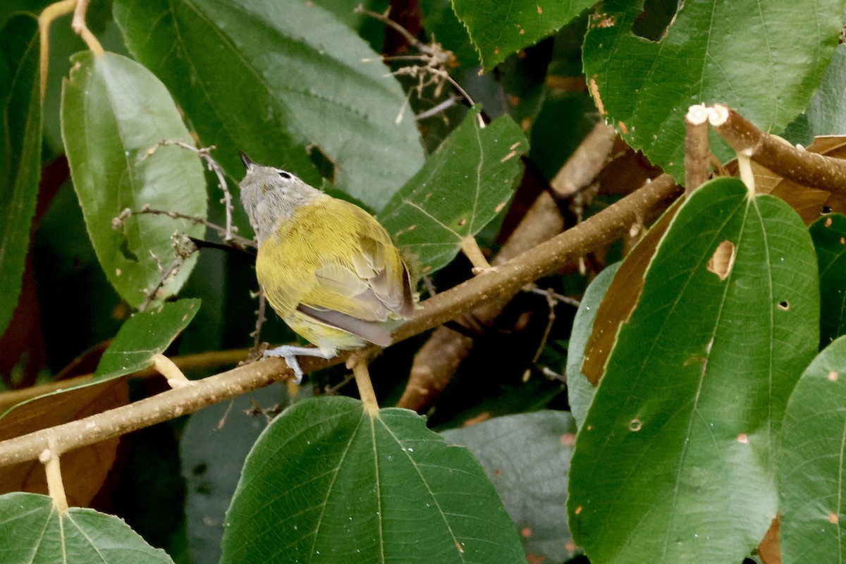 Lesser Greenlet - ML642563185