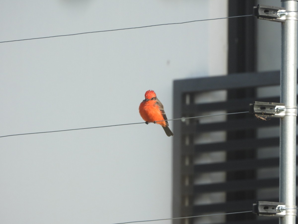 Vermilion Flycatcher - ML642563200