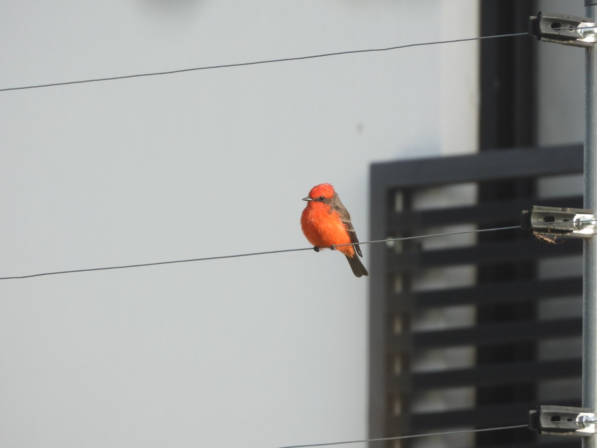 Vermilion Flycatcher - ML642563201